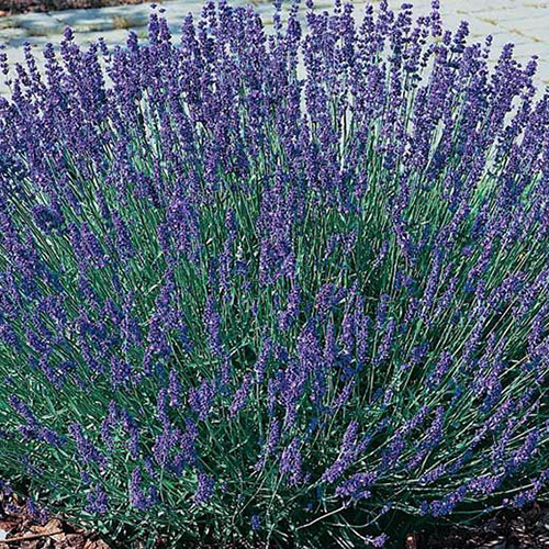 ლავანდის თესლი - (Lavandula Lalifolia) – 25 ც.