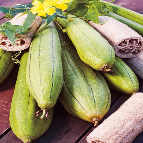 ლუფას თესლი - (Luffa Cylindrica) - 5ც.