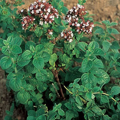 ორეგანოს თესლი - (Origanum Vulgare) – 30 ც.