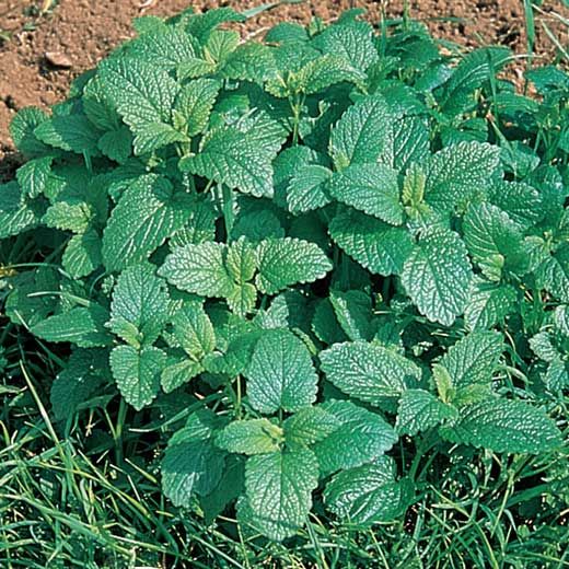 ბარამბოს თესლი - Lemon Balm (Mellisa Officianalis) - 50 ც.