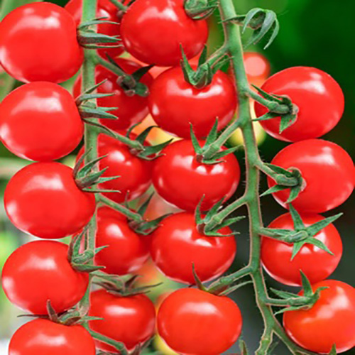 პამიდვრის თესლი -წითელი ჩერი (Red Cherry) - 15 ც.