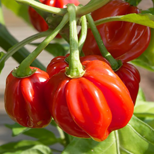 მწარე წიწაკის თესლი - წითელი ჰაბანერო (Habanero Red Caribbean) - 5ც.